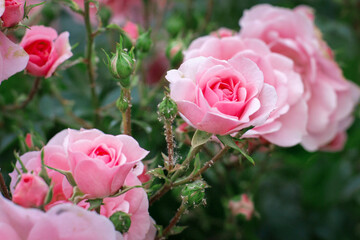 Pink blooming roses with buds