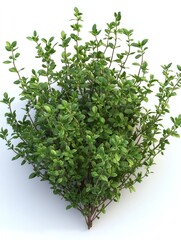 Obraz premium Fresh thyme plant growing on a white background