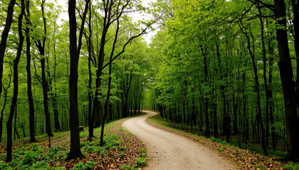 Naklejka premium winding path through lush green forest, surrounded by tall trees and vibrant foliage, invites exploration and tranquility