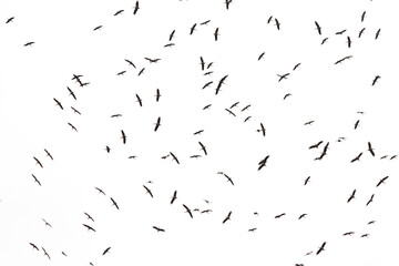 Thousands of storks (Ciconia ciconia) passed through Istanbul during spring migration. Storks on white sky background. Bird, animal idea concept. Ornithology. 