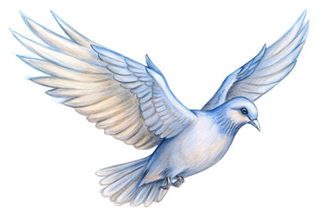 Obraz premium Flying dove pencil illustration on transparent canvas