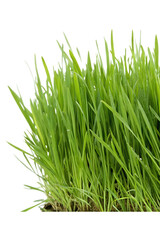 Obraz premium green wheatgrass on white