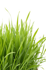 green wheatgrass on white