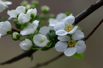 枝が曲線を描く