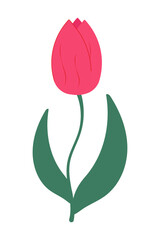 Pink tulip. Delicate spring flower. Design element