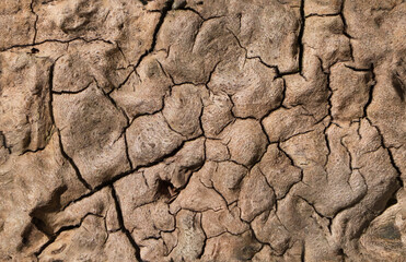 A close-up image reveals the intricate network of cracks and fissures across a dry, weathered wooden surface, resembling a mosaic of time and natural decay 