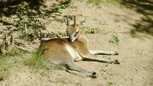 Klipspringer Laying Down