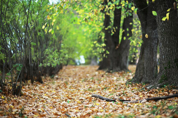 city park without people on an autumn day, bright rays of the sun shine through the crowns of maple...
