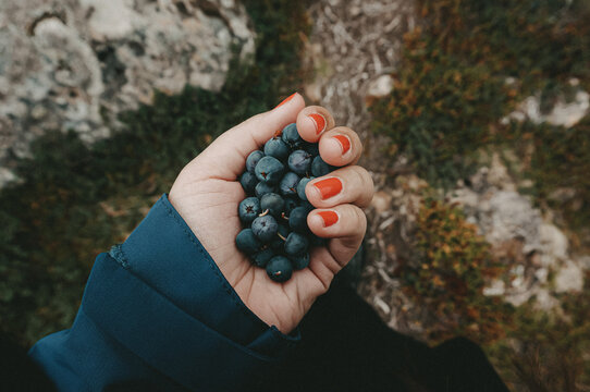 hand holding blue berries - Iceland travel blueberry picking