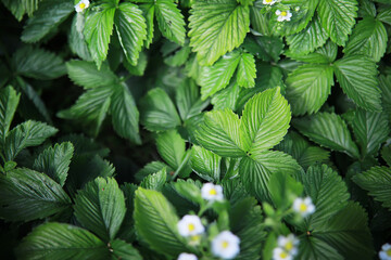 Dense leaves of blooming strawberry