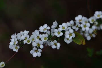 枝が曲線を描く