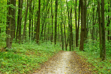 Obraz premium Path in green summer forest