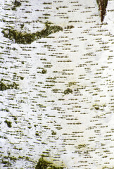 The birch bark texture or background.