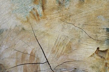 Tree rings old weathered wood texture with the cross section of a cut log.
