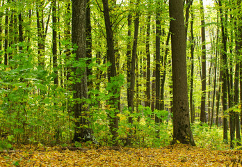Fototapeta premium Golden autumnal forest with sunbeams