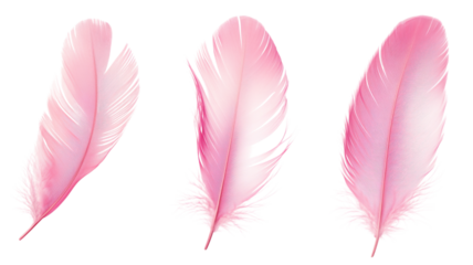 Set of pink feathers floating on transparent background