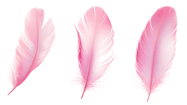 Set of pink feathers floating on transparent background
