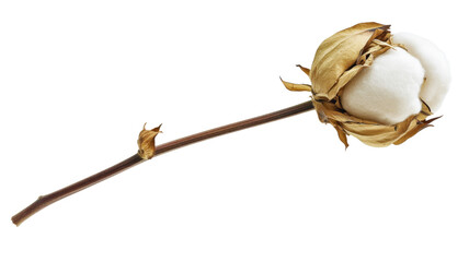 Cotton plant showing fluffy white boll on transparent background
