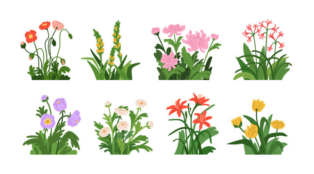 Floral blossoms set. Beautiful spring flowers, summer blooming plants with leaves. Natural garden decoration, poppies, lilies, chrysanthemum. Flat vector illustration isolated on white background