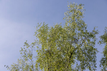 green new foliage of deciduous trees in sunny weather