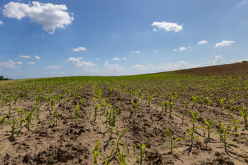growing a new crop of sweet corn for food production