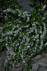 枝が曲線を描く