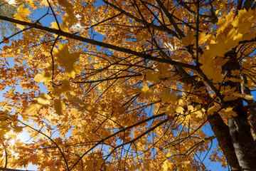 orange maples during leaf fall in the park