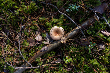 autumn forest with different mushrooms