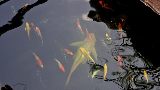 Video footage of a large suckerfish kept in a koi pond cleaning up algae in the pond, Sustainability Concepts.