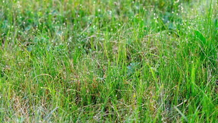 Green grass with morning dew drops