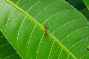 Red ant (Oecophylla smaragdina), An ant on a leaf