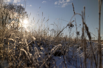 dry grass in the field during the winter season in sunny weather