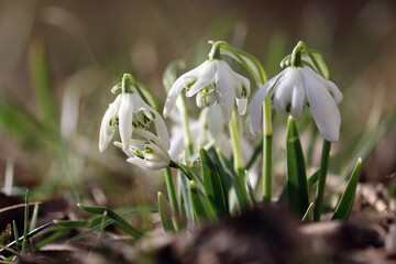 Fototapeta premium White flowers of Common snowdrop or Galanthus nivalis (cultivar Flore Pleno) in spring garden
