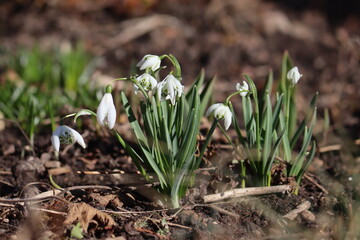 White flowers of Common snowdrop or Galanthus nivalis (cultivar Flore Pleno) in spring garden