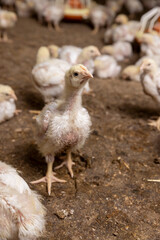 a poultry farm where chicken chickens are raised