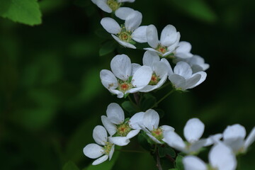 枝が曲線を描く