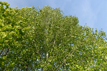 a park with tall birches in the daytime in sunny weather