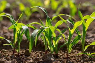 a monocultural field with fresh corn sprouts in fertile soil with fertilizers