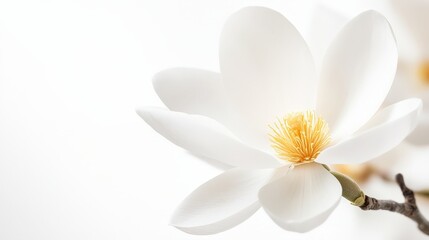Fototapeta premium Exquisite White Flower Bloom in Natural Garden Setting with Soft Light