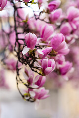 Obraz premium Magnolia soulangeana, also known as Saucer or Chinese Magnolia. Vibrant pink flowers blossoms on tree branches in full bloom. Magnolia 'Heaven Scent' is Magnolia cultivar with pink flowers