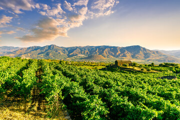 Naklejka premium green rows of wineyard with grape on a winery during sunset with amazing mountains and clouds on background