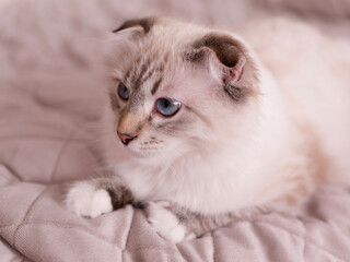 Fototapeta premium Gray relaxed cat with blue eyes, comfortably settled in a cozy home environment