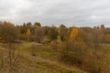 hilly area with birch trees and other trees with yellow and orange foliage
