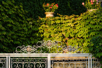 Decorative metal gate surrounded by lush ivy and greenery, illuminated by the soft evening light....