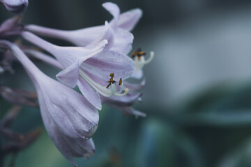 Elegant Hosta A Close-Up Portrait of Delicate Floral Beauty