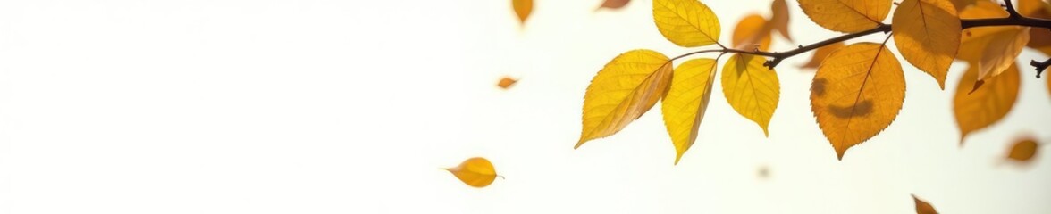 Delicate leaves fall from a tree branch isolated on white background, delicate, leaves