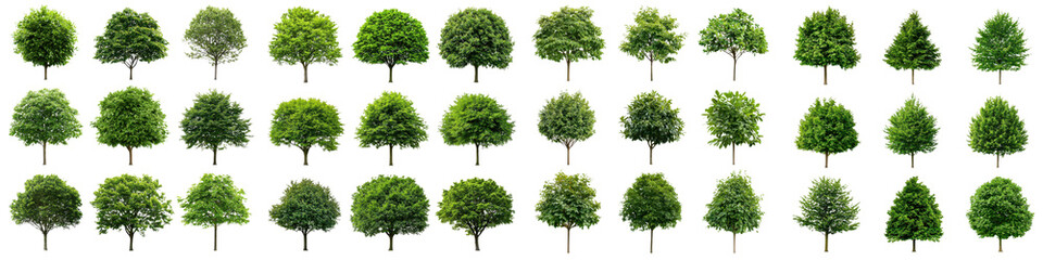 A vibrant collection of various types of green trees and lush foliage showcasing the beauty and diversity of nature s vegetation