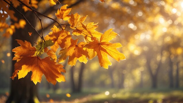 Yellow oak leaves on a tree illuminated by the sun in a natural background, with a blur effect.