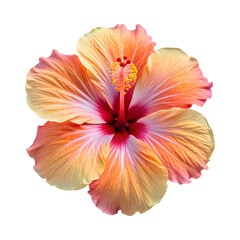 vibrant hibiscus flower with delicate petals shades of orange and pink, showcasing its beauty