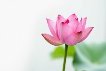 Single lotus flower in isolation on white background, plant life, aquatic, petals